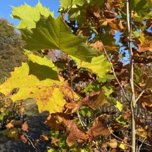 American Sycamore Tree Live Plant, 6-12 inches Tall, Quart Pot, Outdoor Shade Tree - Image 8