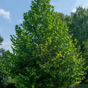 American Sycamore Tree Live Plant, 6-12 inches Tall, Quart Pot, Outdoor Shade Tree - Image 1