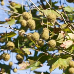 American Sycamore Tree Live Plant, 6-12 inches Tall, Quart Pot, Outdoor Shade Tree - Image 9