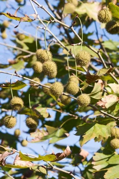 American Sycamore Tree Live Plant, 6-12 inches Tall, Quart Pot, Outdoor Shade Tree - Image 9