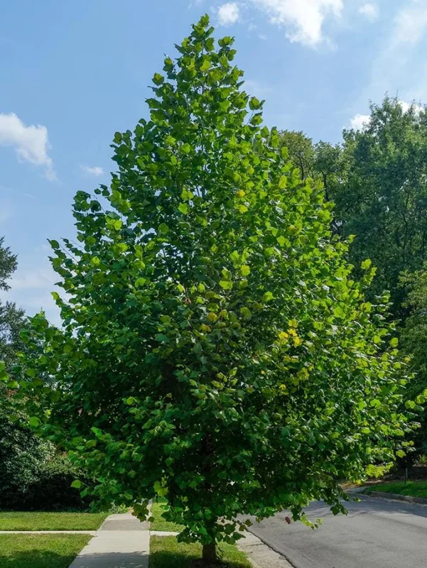 American Sycamore Tree Live Plant, 6-12 inches Tall, Quart Pot, Outdoor Shade Tree - Image 1