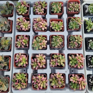 Anacampseros telephiastrum f. variegatum 'Sunrise' Live Succulent Plant, 2in Pot - Image 3