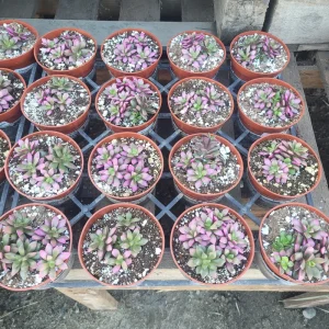 Anacampseros telephiastrum f. variegatum 'Sunrise' Live Succulent Plant, 2in Pot - Image 4