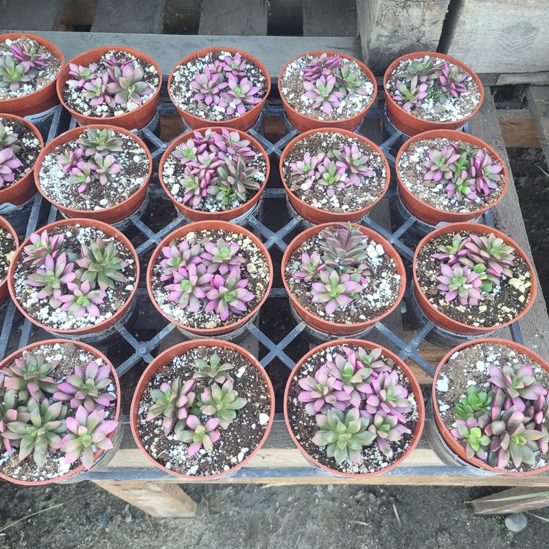 Anacampseros telephiastrum f. variegatum 'Sunrise' Live Succulent Plant, 2in Pot - Image 4