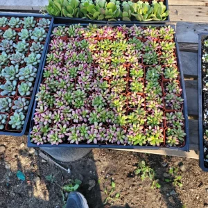 Anacampseros telephiastrum f. variegatum 'Sunrise' Live Succulent Plant, 2in Pot - Image 6