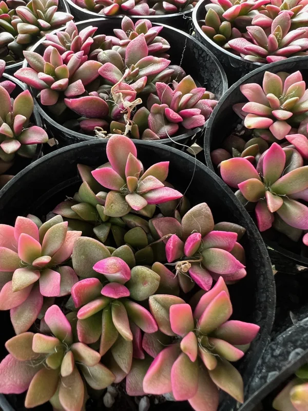 Anacampseros telephiastrum f. variegatum 'Sunrise' Live Succulent Plant, 2in Pot - Image 7