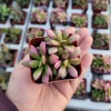 Anacampseros telephiastrum f. variegatum 'Sunrise' Live Succulent Plant, 2in Pot - Image 1