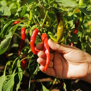 Anaheim Pepper Live Plant - 2 Pack, 3-5 Inch Tall, Hot Pepper, Outdoor - Image 2