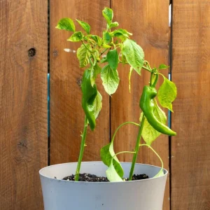 Anaheim Pepper Live Plant - 2 Pack, 3-5 Inch Tall, Hot Pepper, Outdoor - Image 8