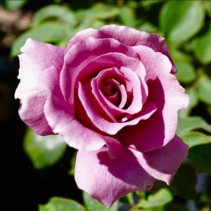 Angel Face Rose Live Plant – Fragrant Lavender Floribunda, 4-8 Inch Tall - Image 2