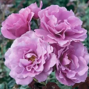Angel Face Rose Live Plant - Fragrant Lavender Floribunda Bush, 4-6 Inch - Image 2