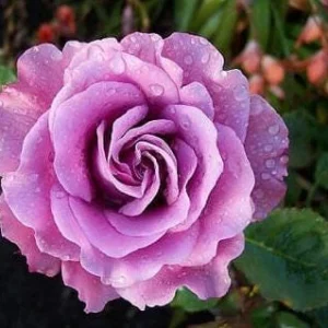 Angel Face Rose Live Plant - Fragrant Lavender Floribunda Bush, 4-6 Inch - Image 3