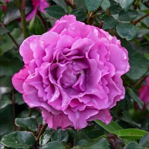 Angel Face Rose Live Plant – Fragrant Lavender Floribunda, 4-8 Inch Tall - Image 3