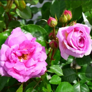 Angel Face Rose Live Plant – Fragrant Lavender Floribunda, 4-8 Inch Tall - Image 4