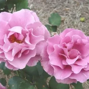 Angel Face Rose Live Plant - Fragrant Lavender Floribunda Bush, 4-6 Inch - Image 5
