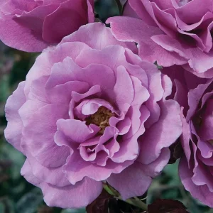 Angel Face Rose Live Plant – Fragrant Lavender Floribunda, 4-8 Inch Tall - Image 5