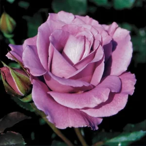 Angel Face Rose Live Plant – Fragrant Lavender Floribunda, 4-8 Inch Tall - Image 1