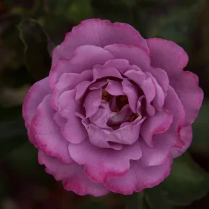 Angel Face Rose Live Plant - Fragrant Lavender Floribunda Bush, 4-6 Inch - Image 6