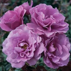 Angel Face Rose Live Plant – Fragrant Lavender Floribunda, 4-8 Inch Tall - Image 6