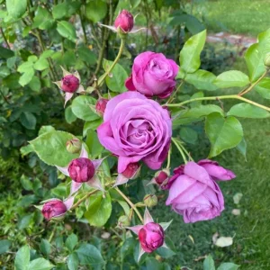 Angel Face Rose Live Plant – Fragrant Lavender Floribunda, 4-8 Inch Tall - Image 7