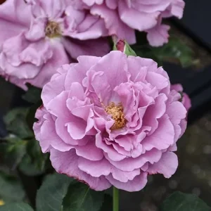 Angel Face Rose Live Plant - Fragrant Lavender Floribunda Bush, 4-6 Inch - Image 7