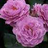 Angel Face Rose Live Plant - Fragrant Lavender Floribunda Bush, 4-6 Inch - Image 1