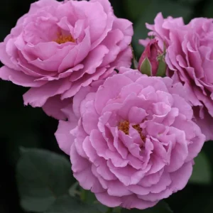 Angel Face Rose Live Plant - Fragrant Lavender Floribunda Bush, 4-6 Inch - Image 1
