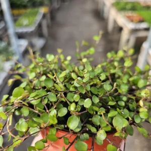 Angel Vine Plant 4in Pot - Muehlenbeckia complexa Live Trailing Houseplant - Image 2