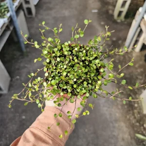 Angel Vine Plant 4in Pot - Muehlenbeckia complexa Live Trailing Houseplant - Image 3