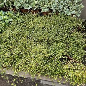 Angel Vine Plant 4in Pot - Muehlenbeckia complexa Live Trailing Houseplant - Image 4