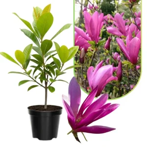 Ann Magnolia Live Tree, Purple-Pink Blooms, 2.5-Inch Pot, 6-12