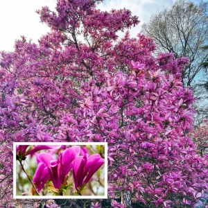 Ann Magnolia Live Tree, Purple-Pink Blooms, 2.5-Inch Pot, 6-12