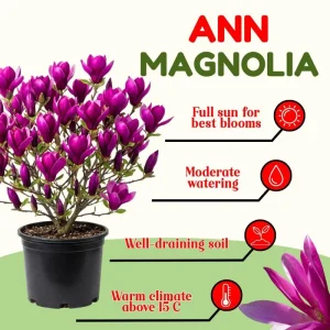 Ann Magnolia Live Tree, Purple-Pink Blooms, 2.5-Inch Pot, 6-12
