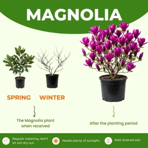 Ann Magnolia Live Tree, Purple-Pink Blooms, 2.5-Inch Pot, 6-12