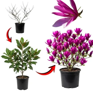 Ann Magnolia Live Tree, Purple-Pink Blooms, 2.5-Inch Pot, 6-12