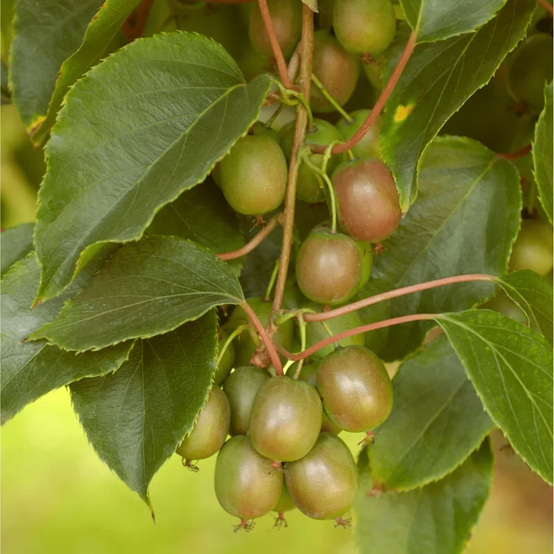 Anna Hardy Kiwi Female Live Plant – 5-9 Inch Tall Kiwi Vine – Outdoor Fruit Plant - Image 6