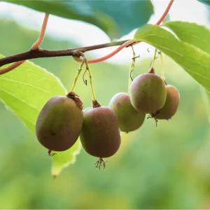 Anna Hardy Kiwi Female Live Plant – 5-9 Inch Tall Kiwi Vine – Outdoor Fruit Plant - Image 7