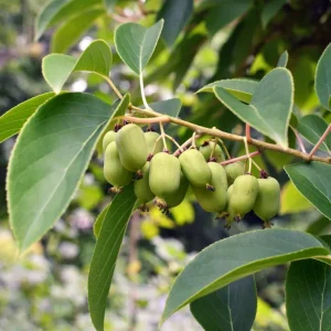 Anna Hardy Kiwi Female Live Plant – 5-9 Inch Tall Kiwi Vine – Outdoor Fruit Plant - Image 1