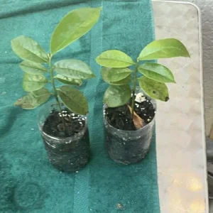 Annona Muricata Graviola Soursop Guanabana Live Plant 4-9