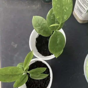 Annona Muricata Graviola Soursop Guanabana Live Plant 4-9