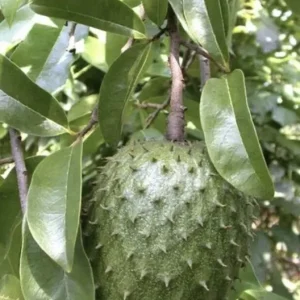 Annona Muricata Graviola Soursop Guanabana Live Plant 4-9