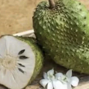 Annona Muricata Graviola Soursop Guanabana Live Plant 4-9