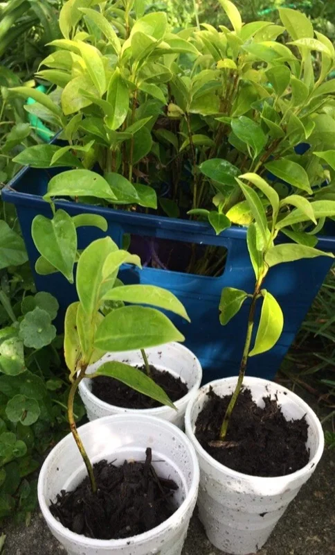 Annona Muricata Soursop Tree Live Plant 4-9 inch - Mountain Graviola Tropical Fruit - Image 3