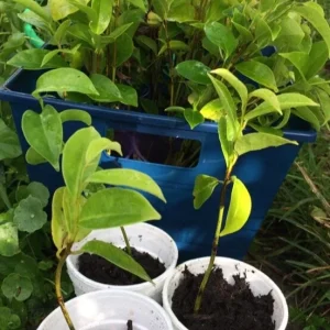 Annona Muricata Soursop Tree Live Plant 4-9 inch - Mountain Graviola Tropical Fruit - Image 4