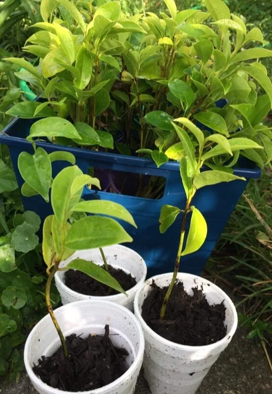 Annona Muricata Soursop Tree Live Plant 4-9 inch - Mountain Graviola Tropical Fruit - Image 4