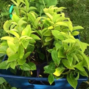 Annona Muricata Soursop Tree Live Plant 4-9 inch - Mountain Graviola Tropical Fruit - Image 5