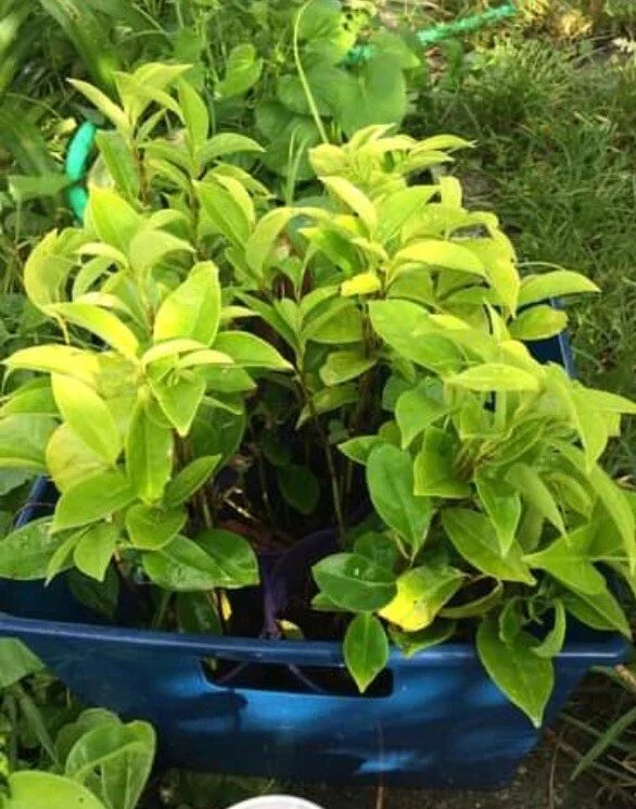 Annona Muricata Soursop Tree Live Plant 4-9 inch - Mountain Graviola Tropical Fruit - Image 5