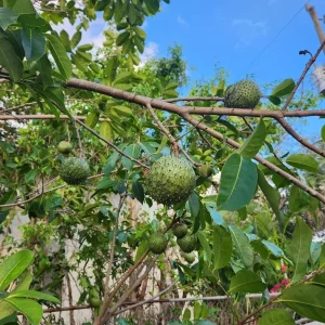 Annona Muricata Soursop Tree Live Plant 4-9 inch - Mountain Graviola Tropical Fruit - Image 6
