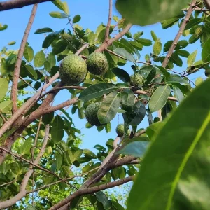 Annona Muricata Soursop Tree Live Plant 4-9 inch - Mountain Graviola Tropical Fruit - Image 7
