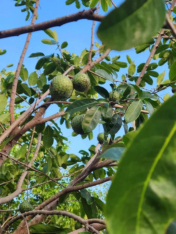 Annona Muricata Soursop Tree Live Plant 4-9 inch - Mountain Graviola Tropical Fruit - Image 7